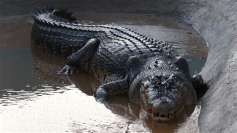 ferme crocodile hermes|Hermès Bought 376 Acres Of NT Farmland To Turn Into .